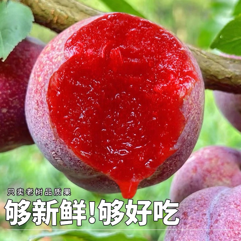 【次日达】003净重四斤果王福建高山红心李芙蓉李当季水果三华李多仓发货福建省