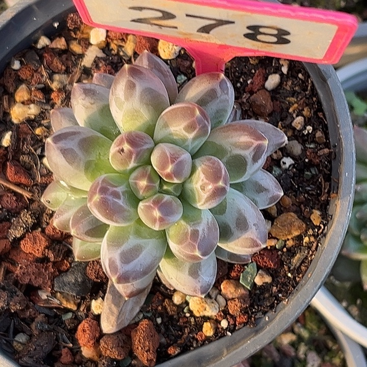 晚***哥多肉植物申公豹278