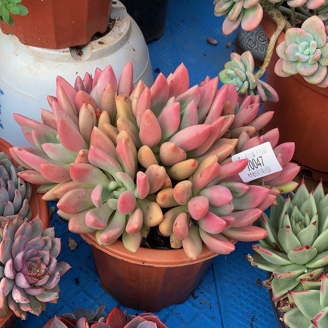 翠*姐    桃花源70047