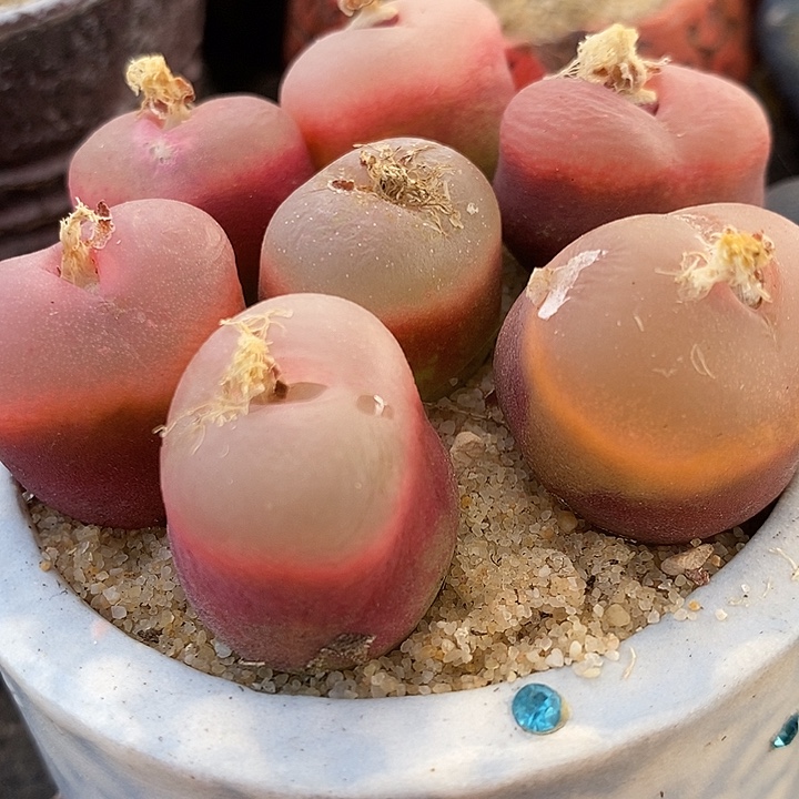 冰魄荔枝窗1颗2厘米