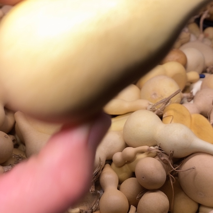 咕***澳精品葫芦手把葫芦51