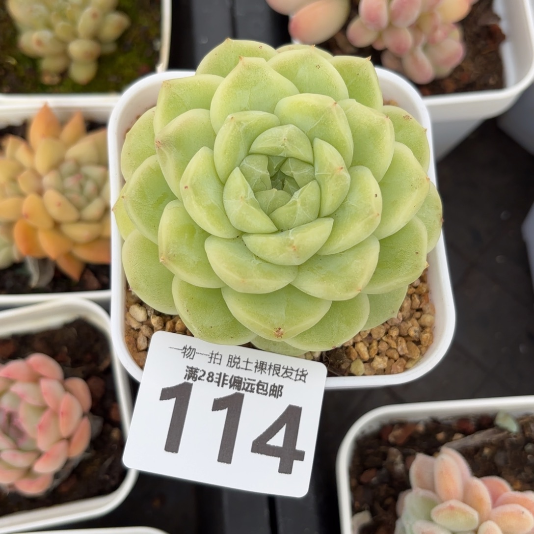 梨花白单头无盆土发货