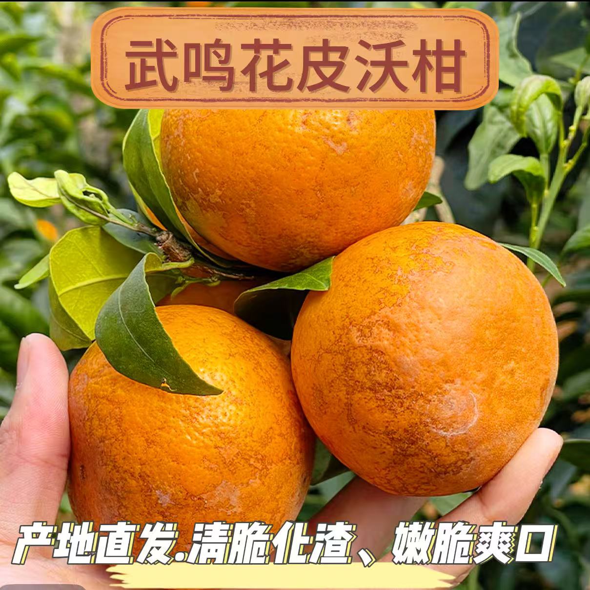 广西武鸣花皮沃柑 现摘现发当季水果产地直发 丑但甜 皮薄肉脆
