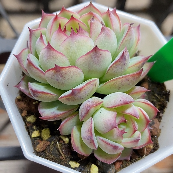 多肉植物勾魂仙子3010