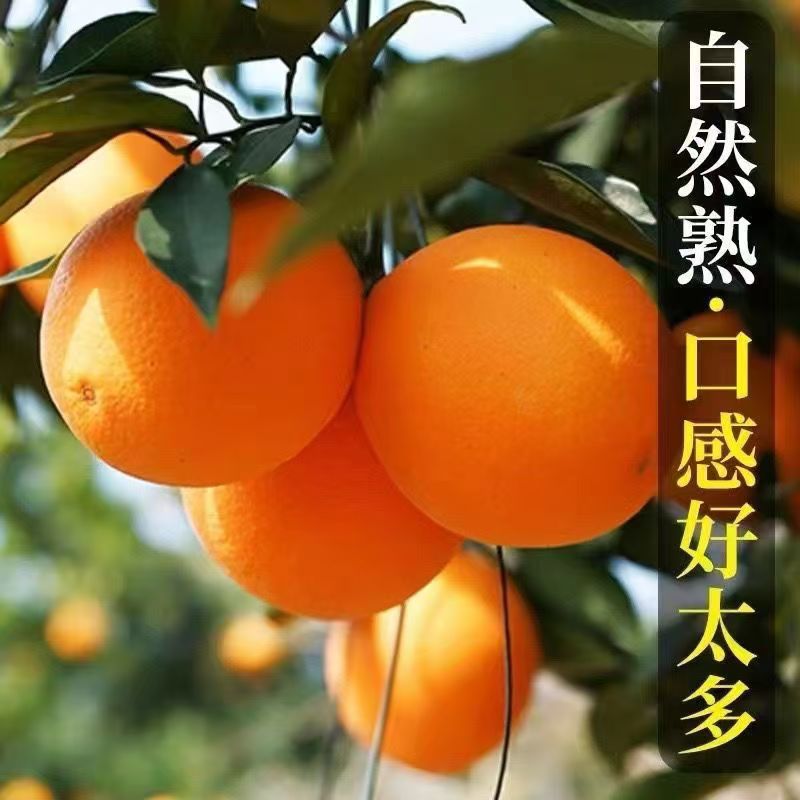 SS正宗赣南脐橙现摘新鲜当季水果鲜甜多汁产地直多仓发【送开果器】
