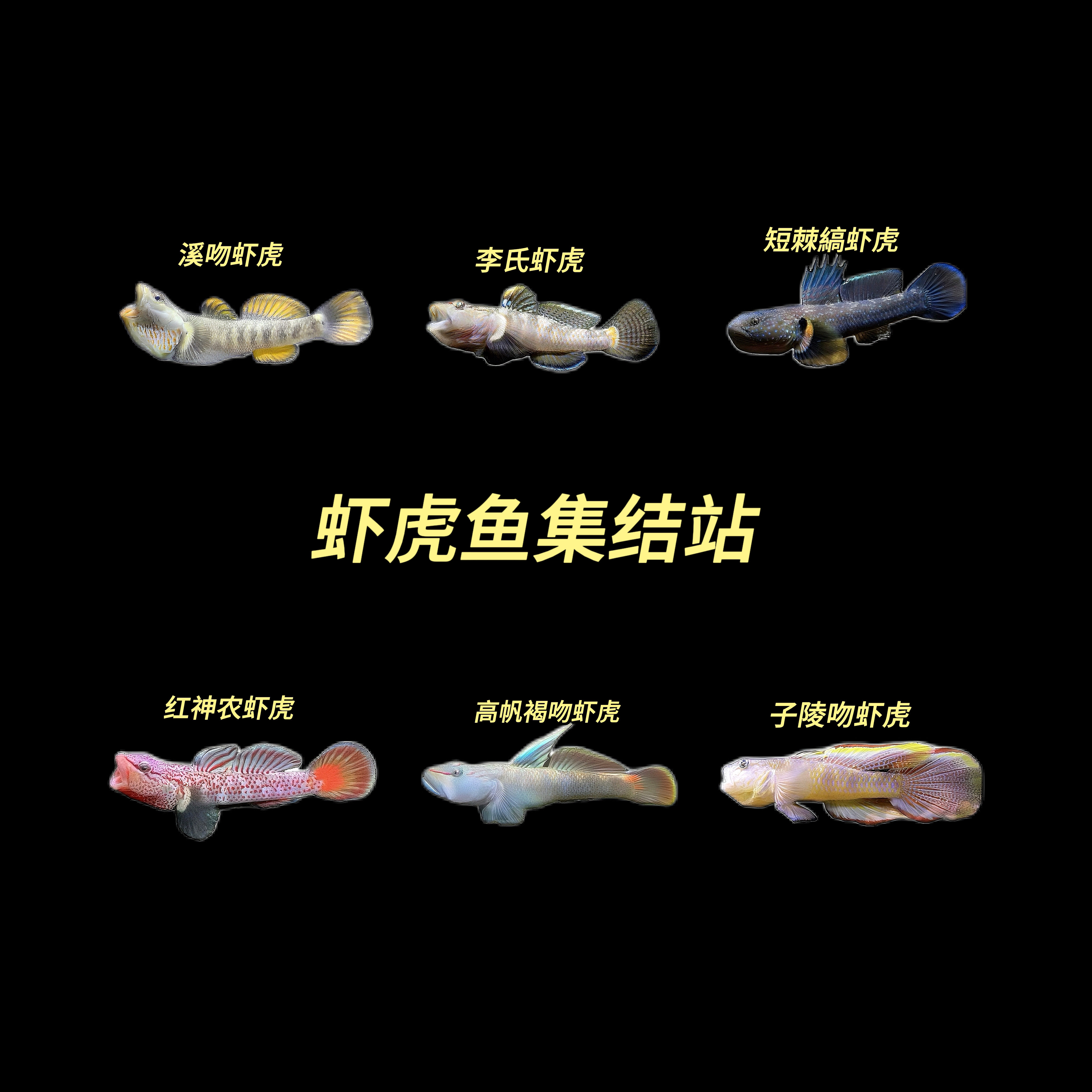 【虾虎鱼合集】子陵吻虾虎 李氏吻虾虎 溪吻白面虾 高帆褐吻虾虎