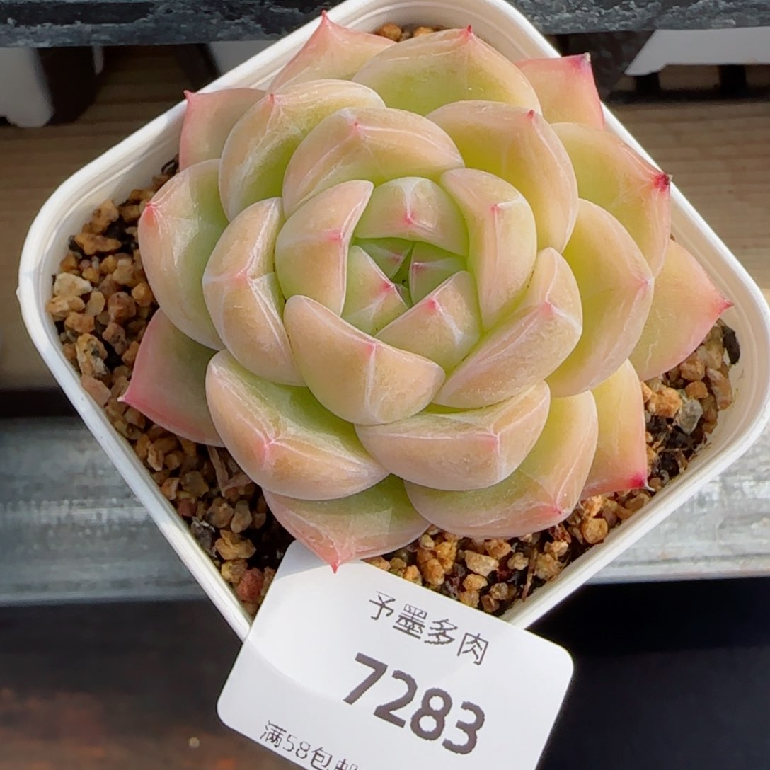 钻石珍妮，7283多肉植物