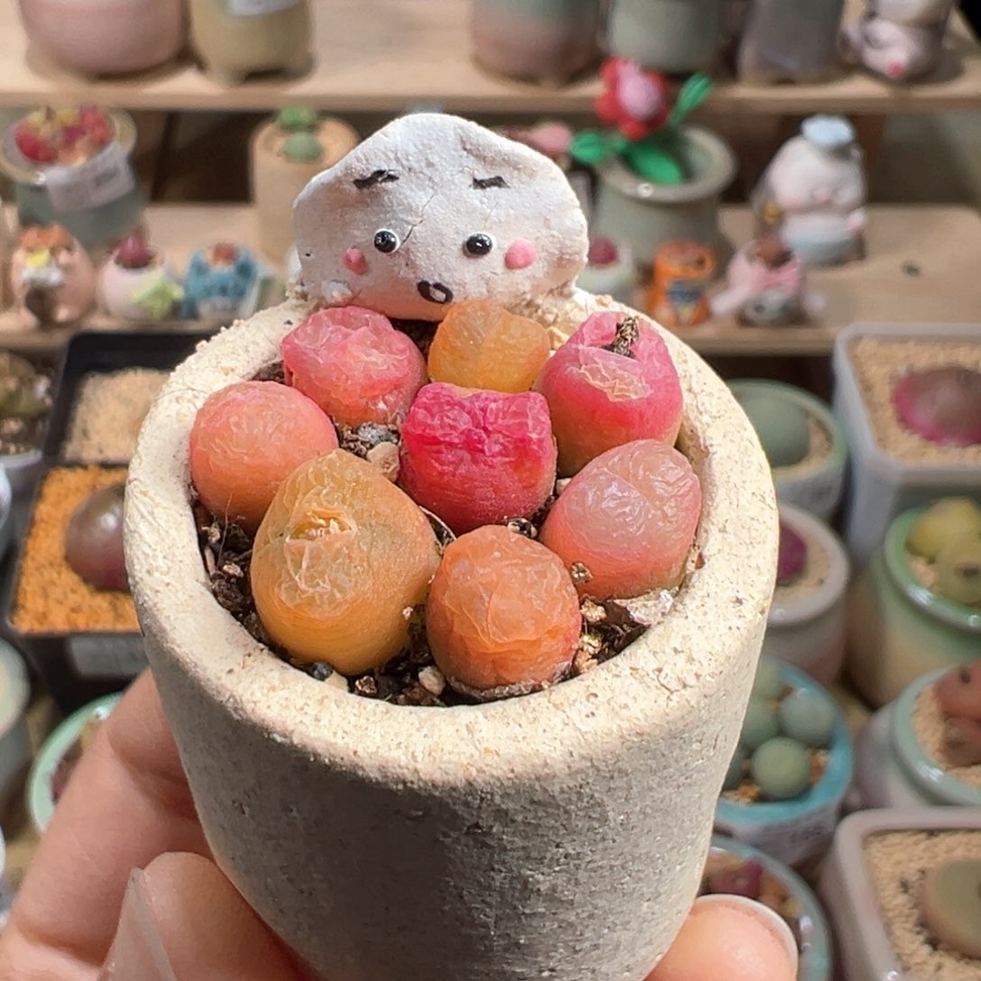 多肉植物205号毛毛