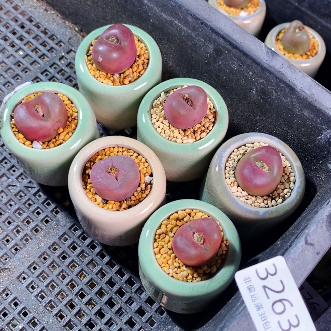 麦****子3263--一物一拍 带盆 6盆