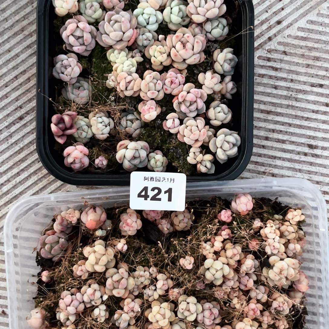 阿雅园艺。           421