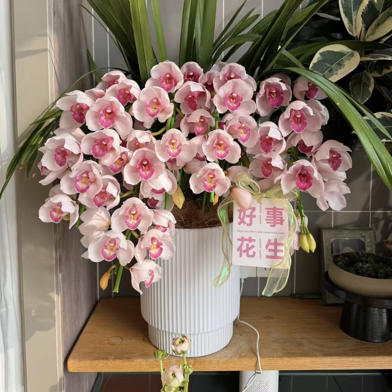 稀有诱惑粉色大花蕙兰拱兰盆栽带花办公室客厅摆件室内惠兰年宵花