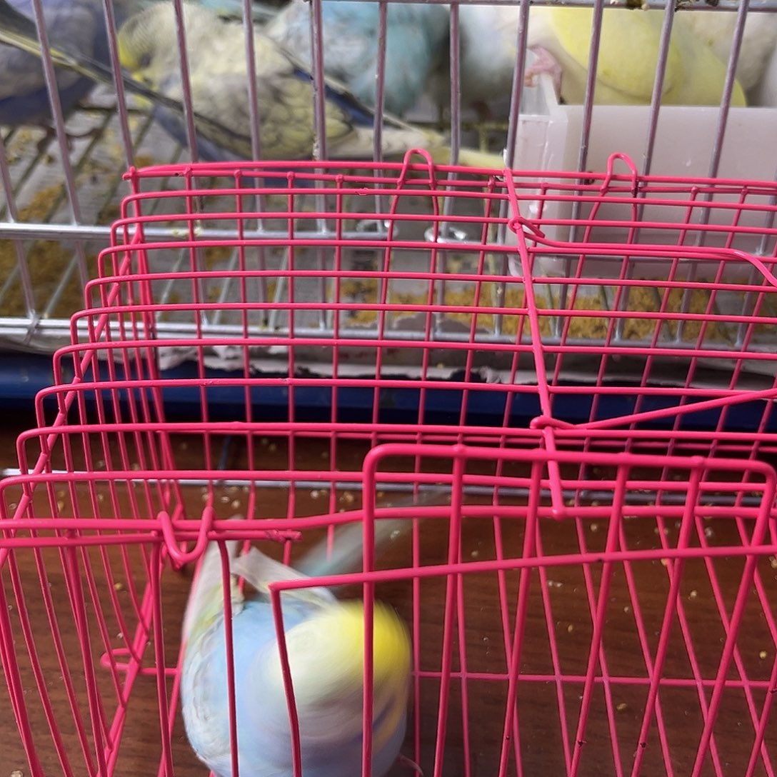 虎皮鹦鹉金彩鹦鹉