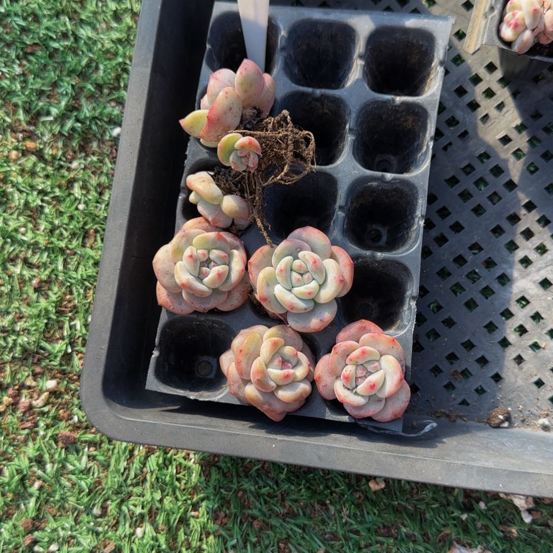 ￴***￴211 号一物一拍特价福利