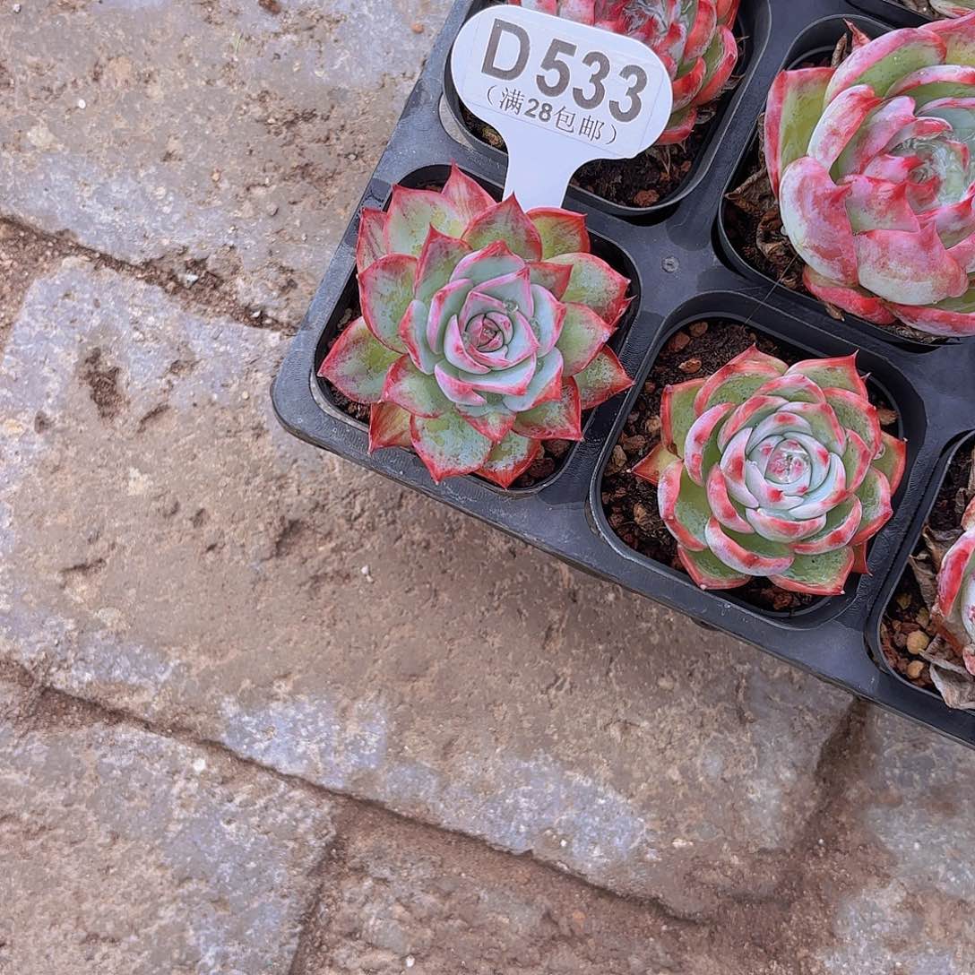 D533惊鸿仙子一物一拍