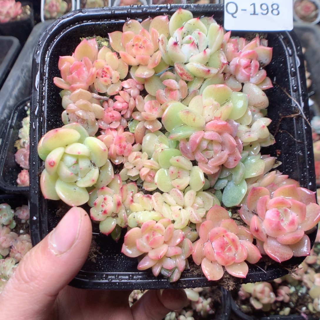 无花朵Q198。yyyyyyy