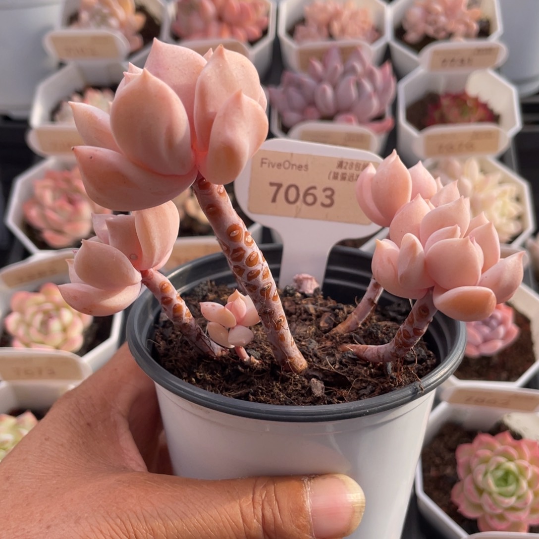 麂***超奶7063-12.0厘米