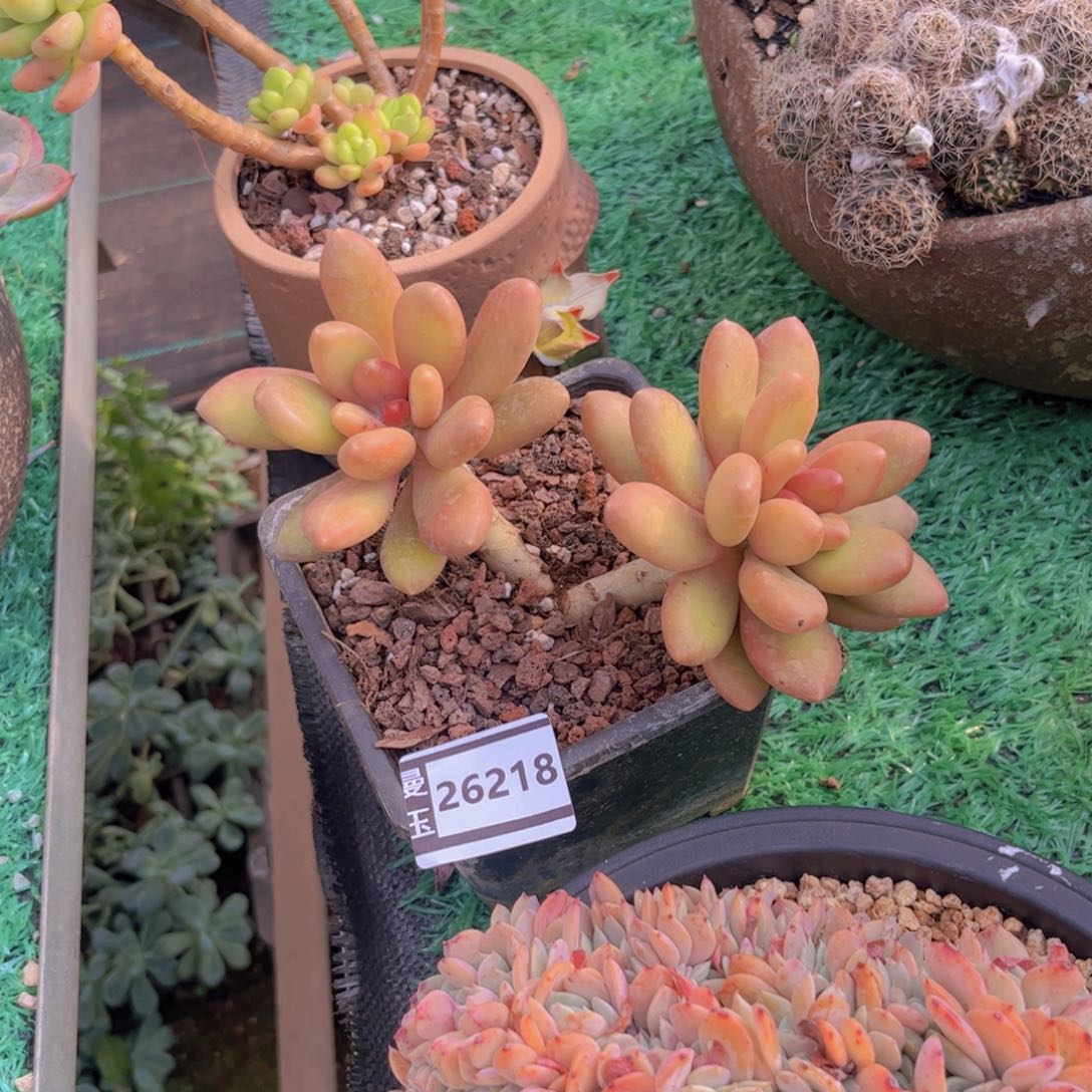 芒果奶多肉植物26218