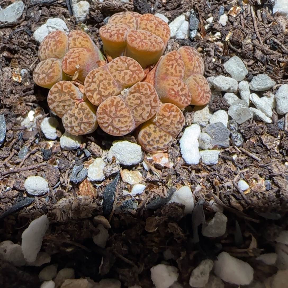 微木园艺多肉-优选鸟哈尼1474