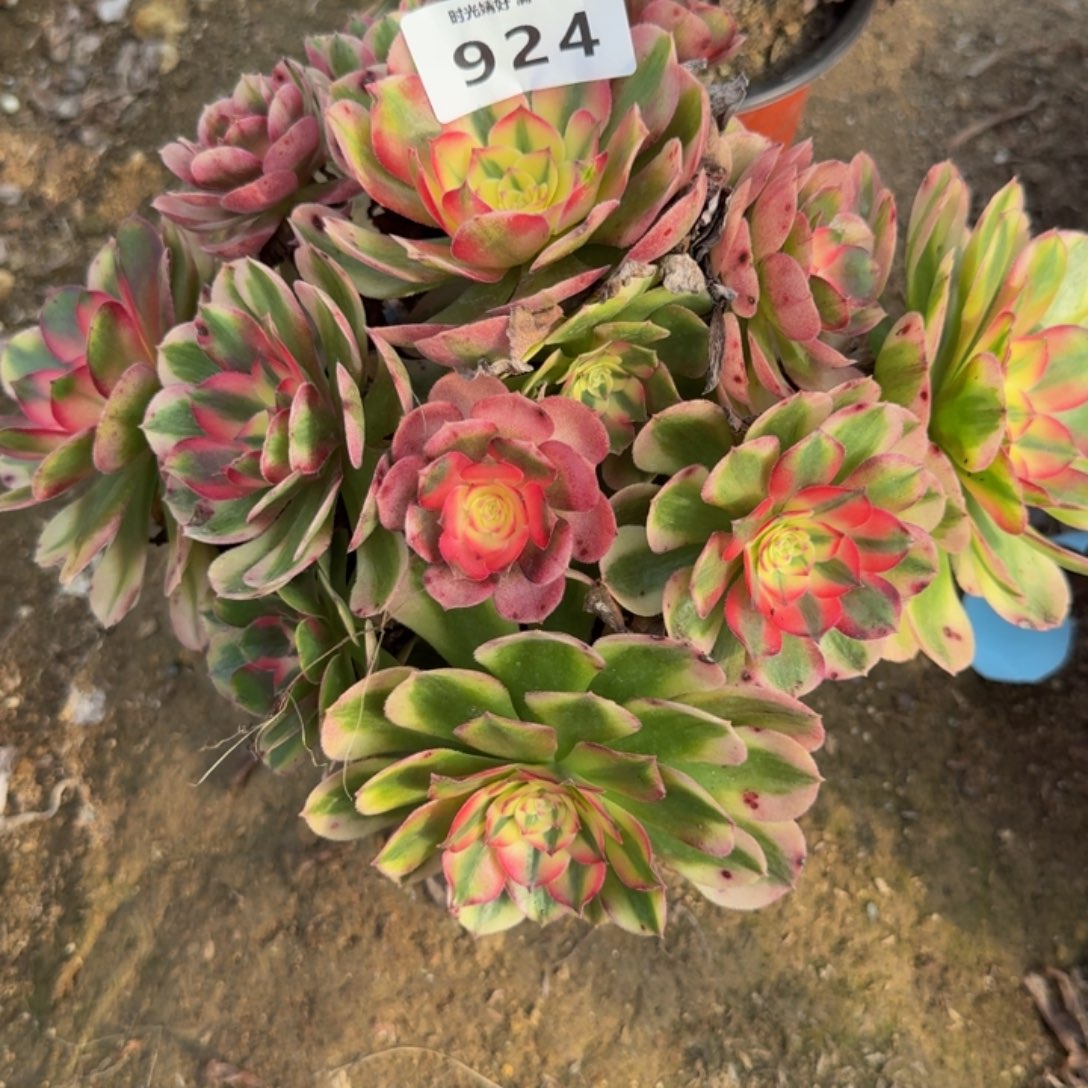 924荔枝。多肉植物