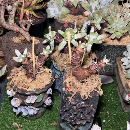 猴****?谢谢宝～一物一拍3600