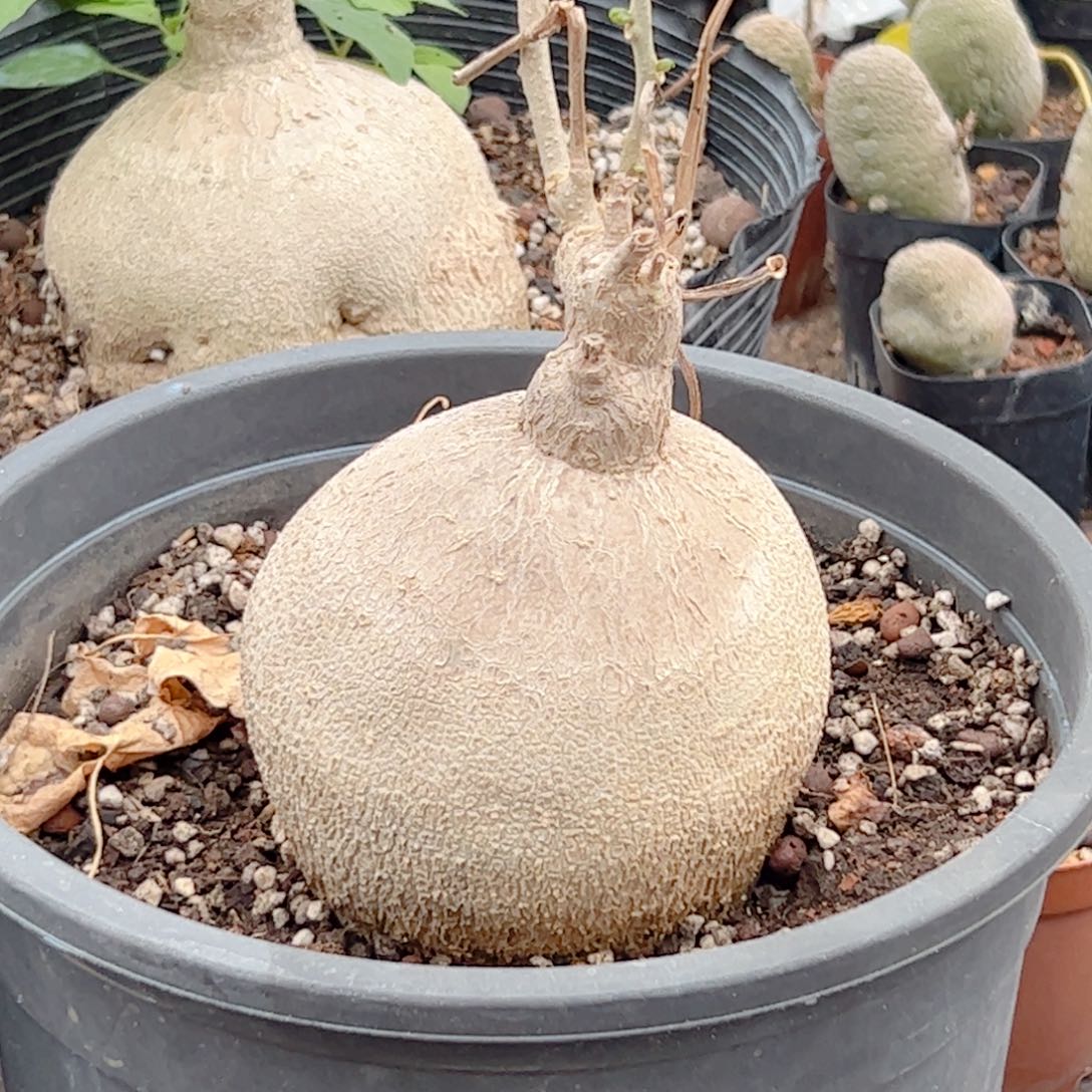 实生 锦叶蕃红块根