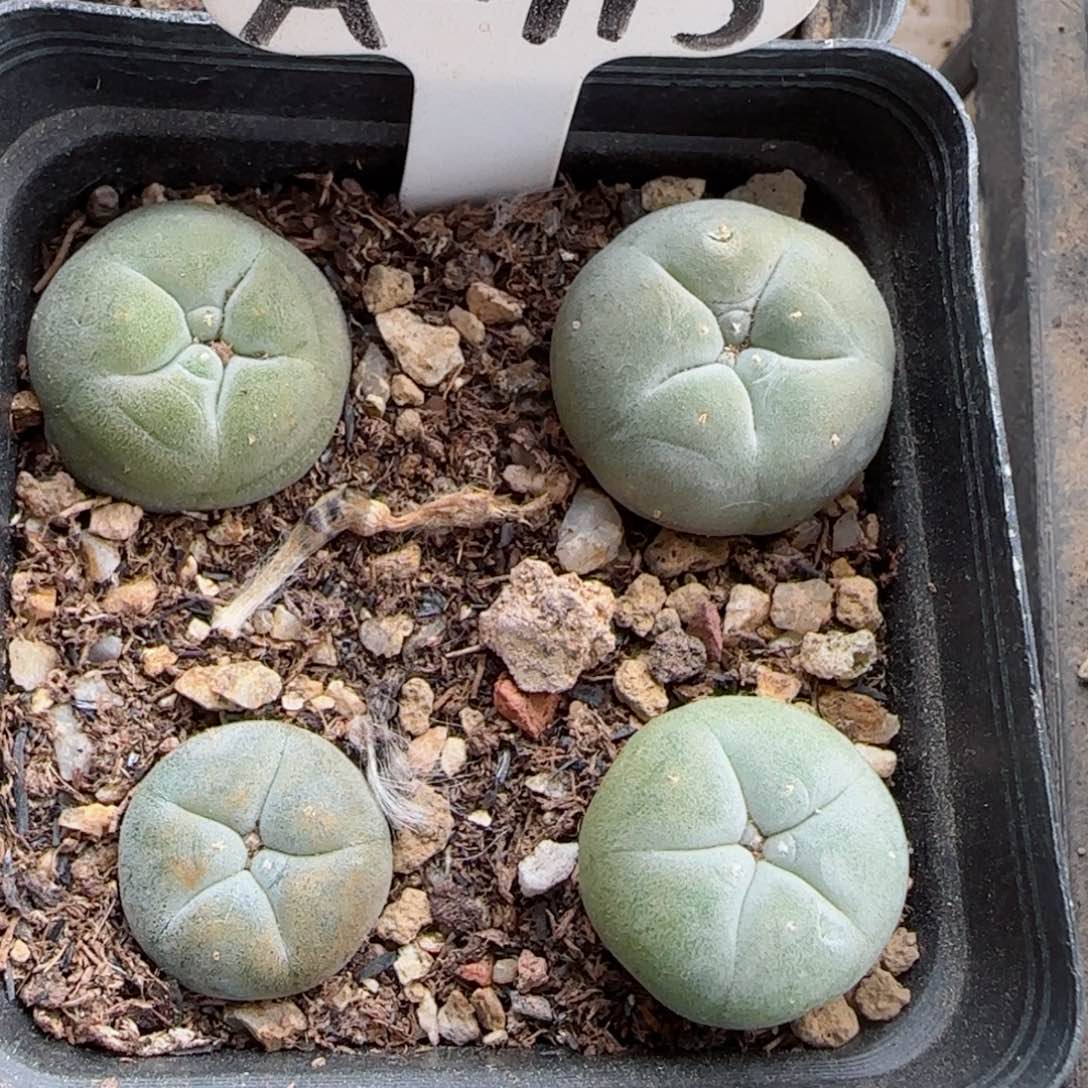 A113实生草球多肉一盒