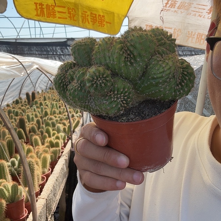 一***顺无花朵彩草哈哈哈哈哈哈
