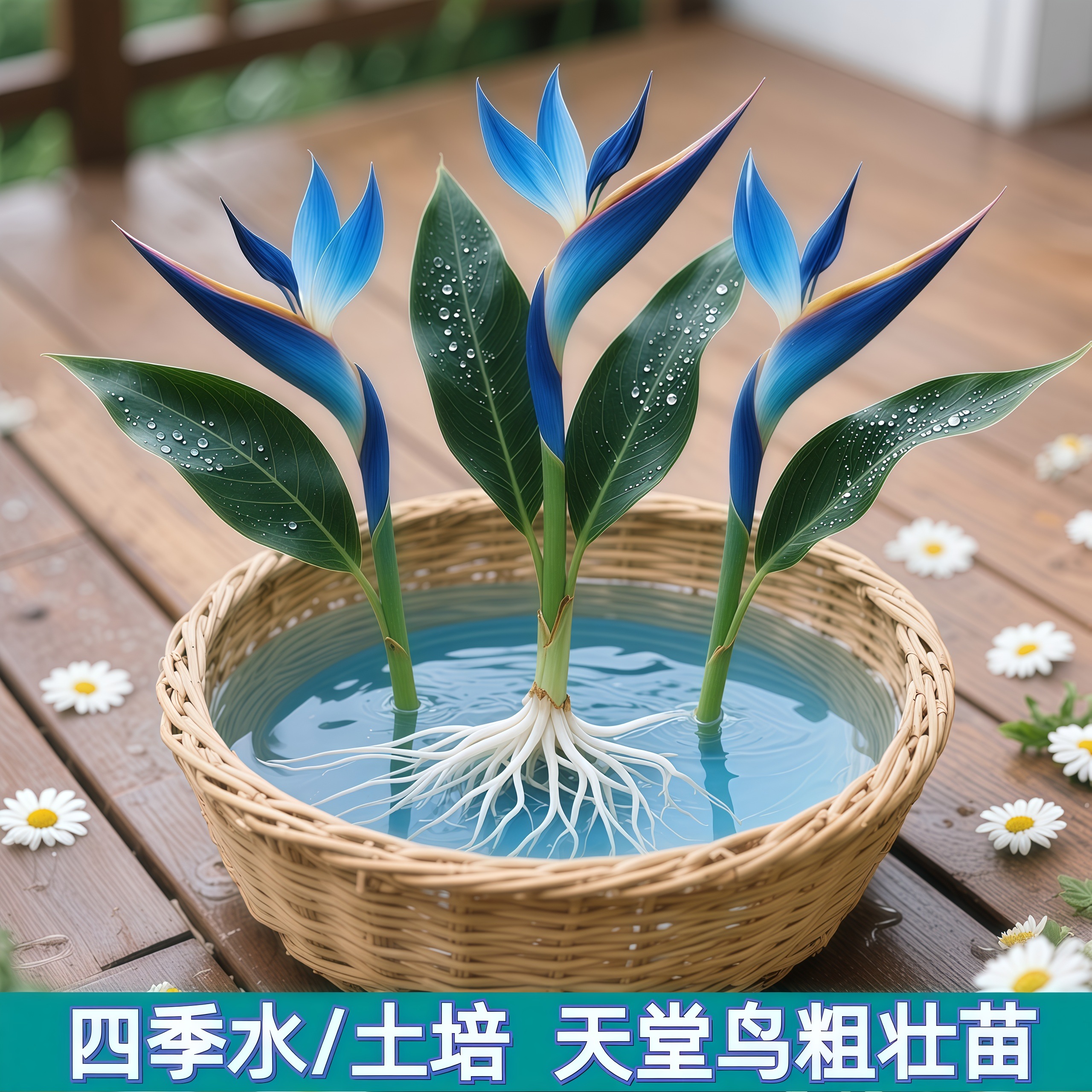 蓝色【天堂鸟】花期长办公室内外水培驱蚊客厅好养净化空气耐寒花卉