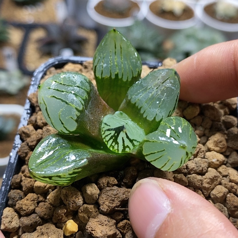 【闪购商品】157水晶魔球