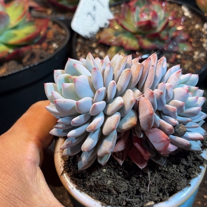 芙蓉惊鸿一物一拍包装收缩花旱