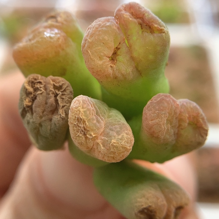 战损008 肉锥植物