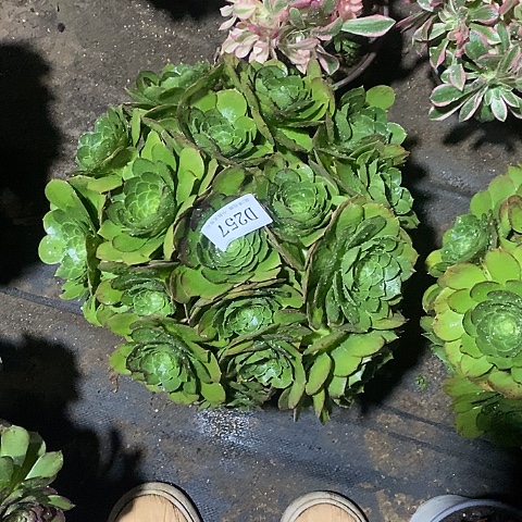 257万圣夜多肉法师锦