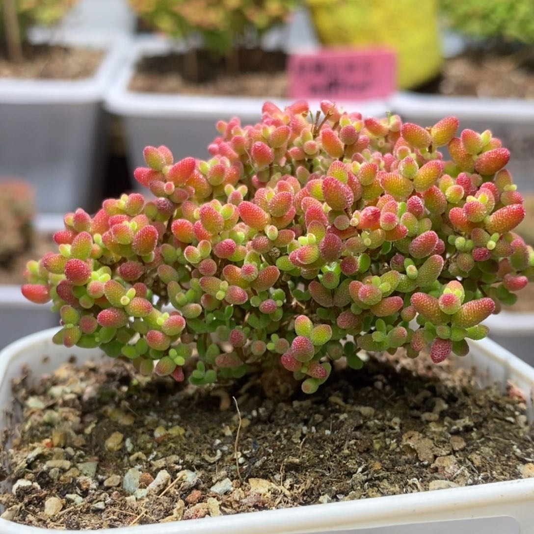 蜜桔糖球枝干番杏D150