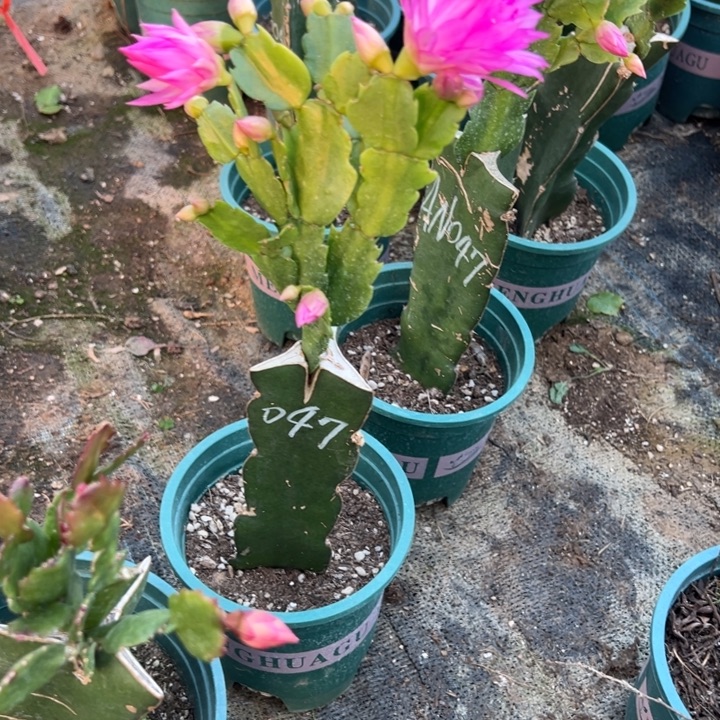 我***75号047火烈鸟之星紫色重瓣