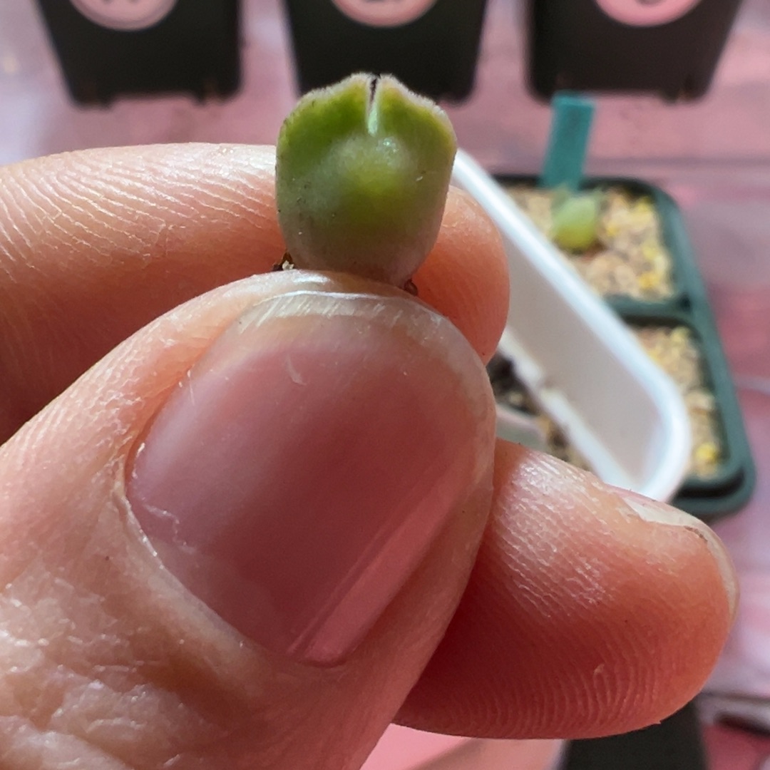 大眼睛一物一拍，包邮