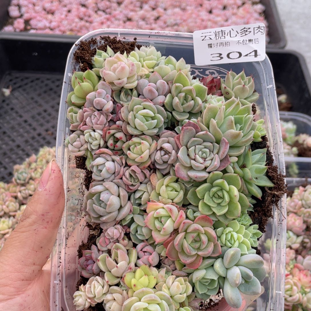 云糖心多肉植物304