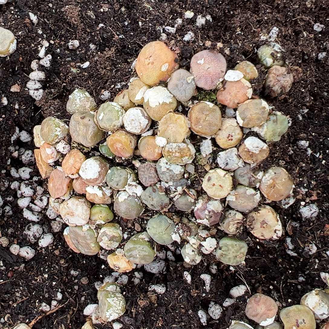 1410.675/烧麦切糕……………………