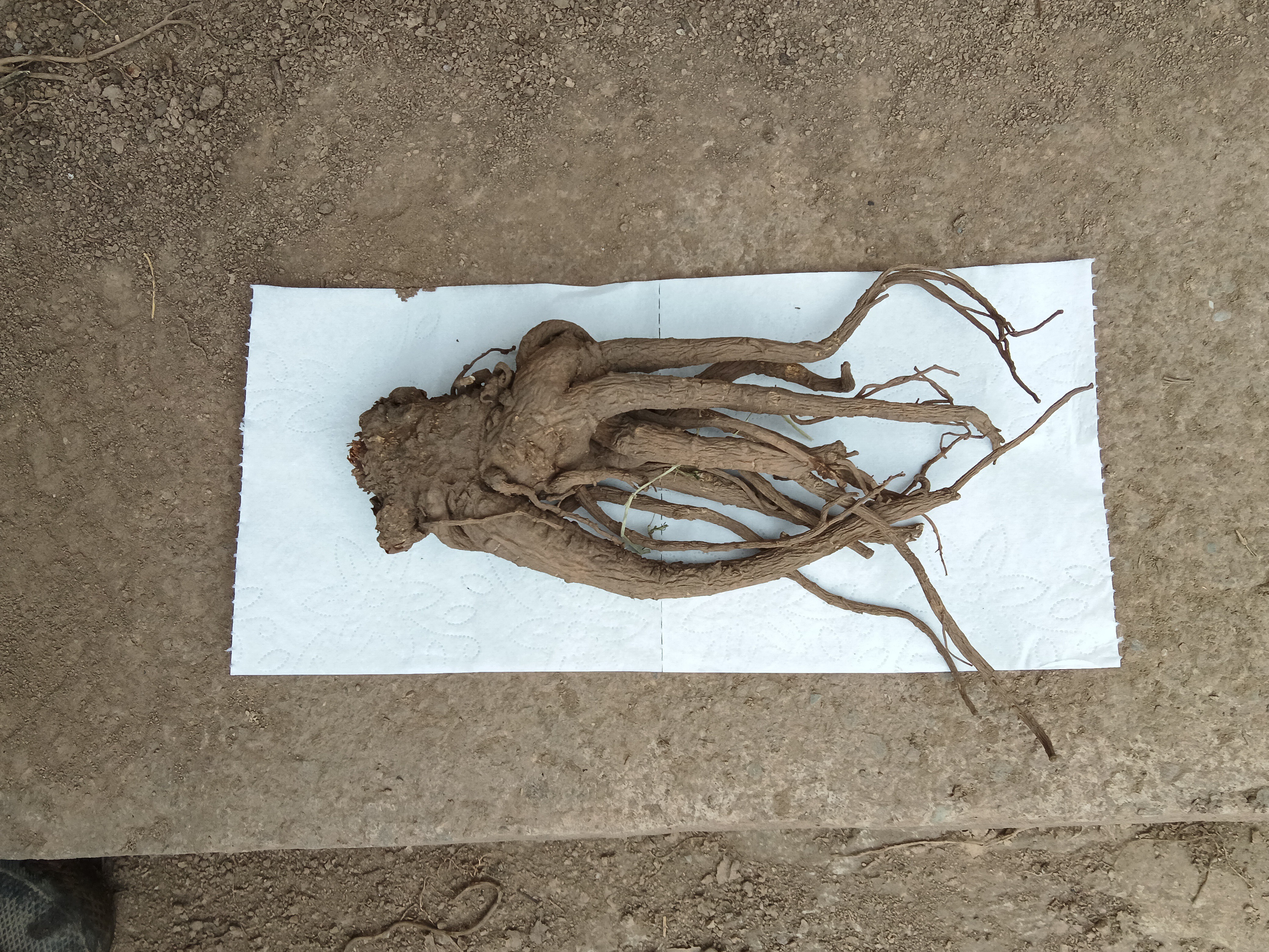 甘肃岷县新鲜当归产地现挖无熏硫可煲汤煮水泡酒炖肉滋补食材湿货