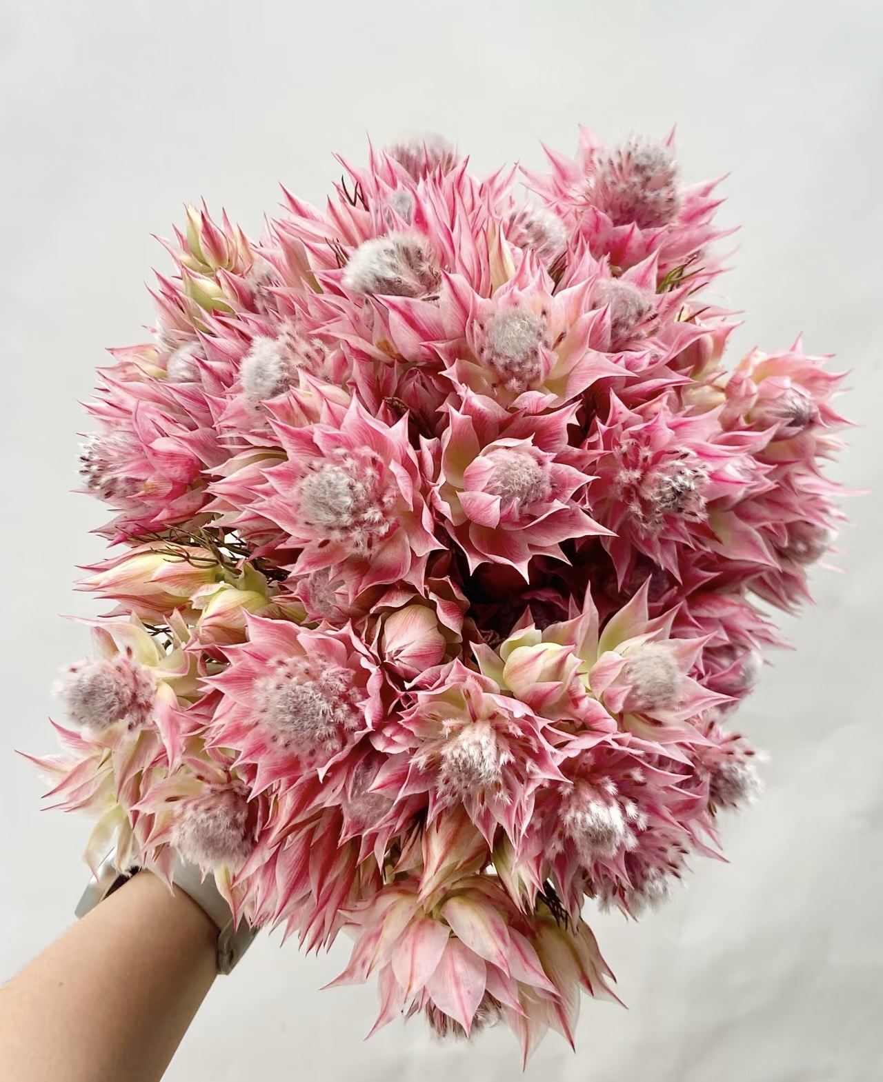 【新娘花  1扎】任意拍两单升级顺丰冷链/德邦空运 