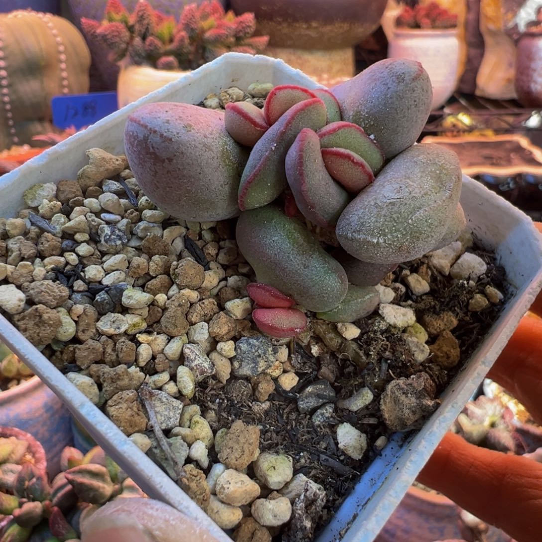 咖***糖好吧好嘛好吧我的宝我的