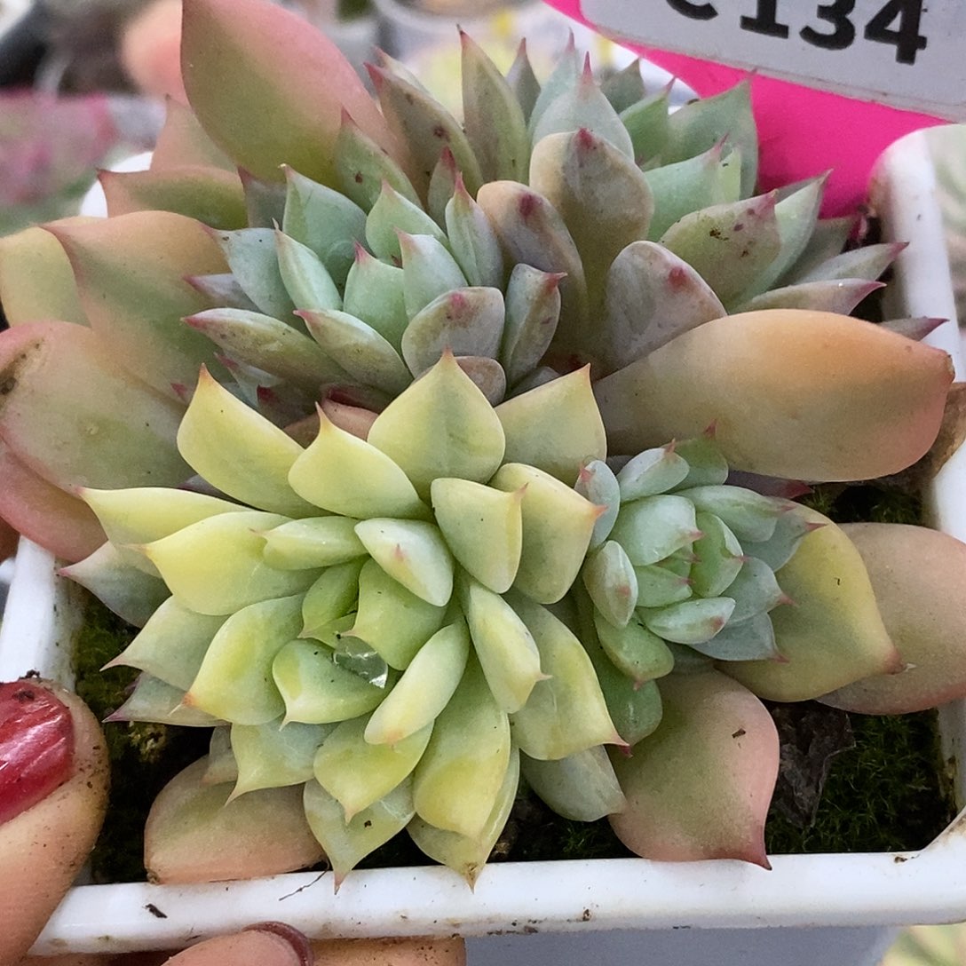 134拉丝福轮哈哈哈哈哈哈