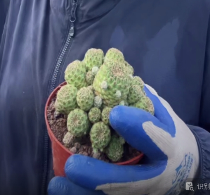 二妹园艺【 卡莱主教 落地自根 】【冠幅保6公分】默认脱土随机发货