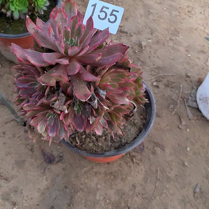 无花朵155紫霞南