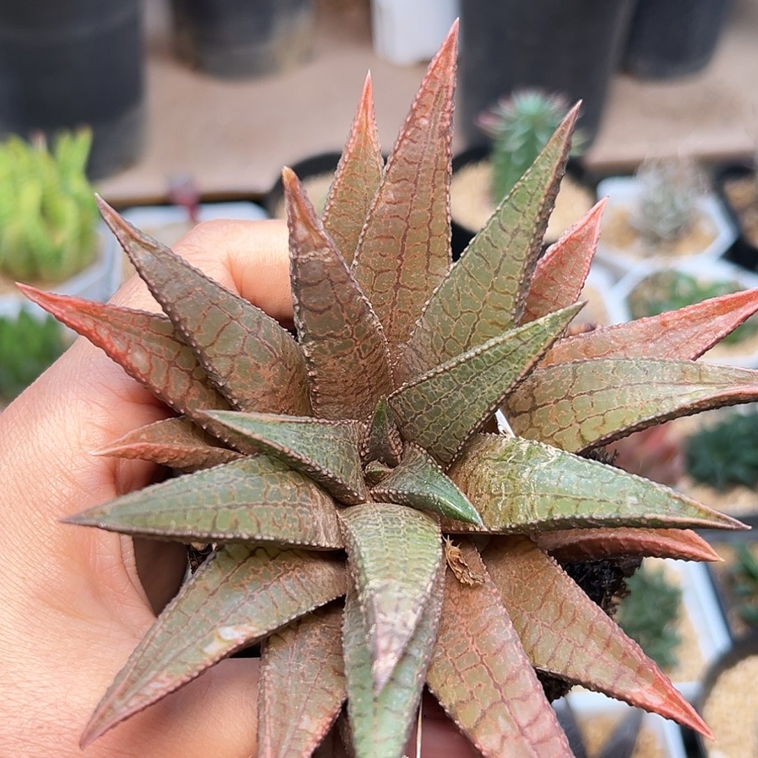 龙王硬叶十二卷母本12cm