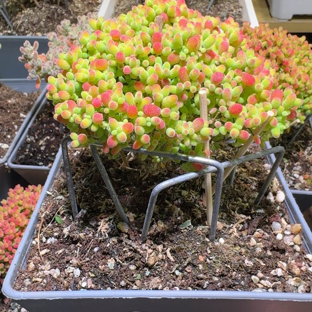 蜜橘糖球枝干番杏133