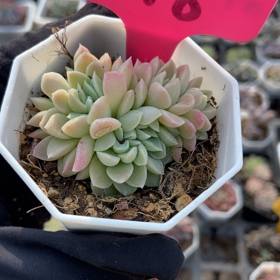 118奶油美人多肉 植物了