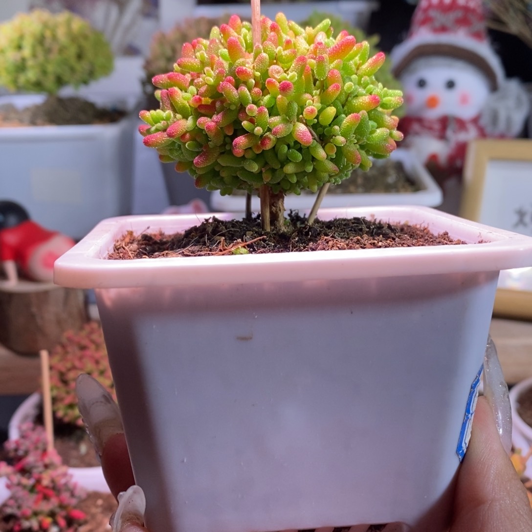 蜜橘带盆土发货一物一拍