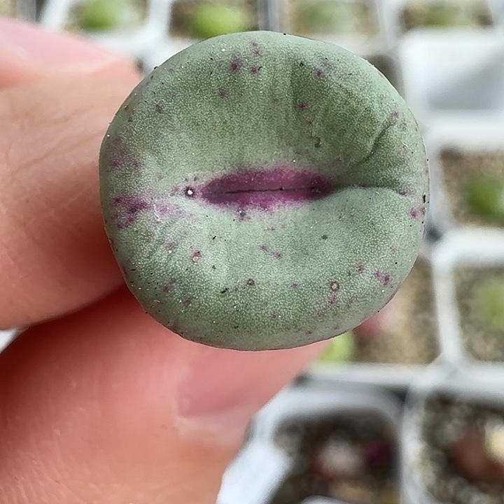 老马生石花se嘴1252