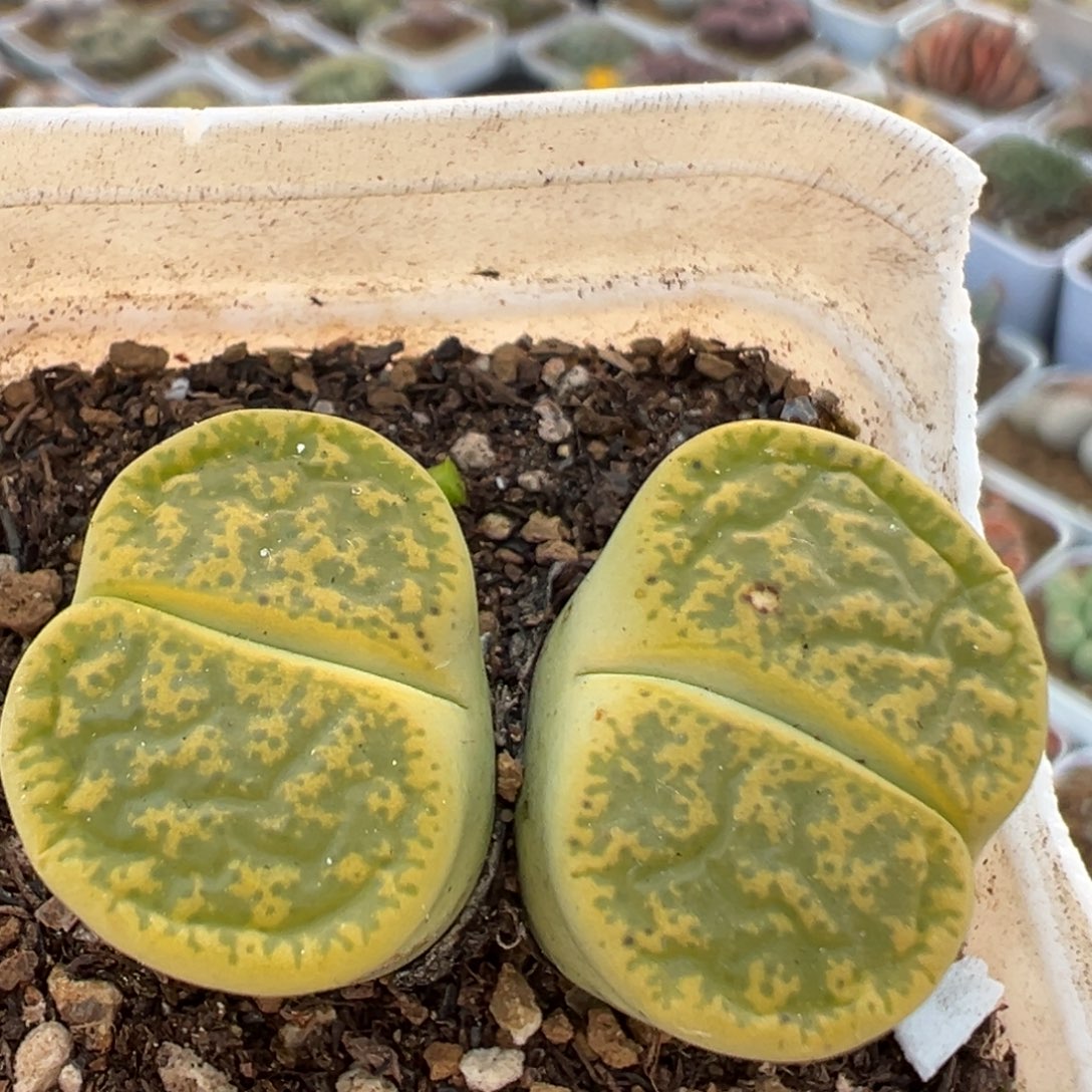 84多肉植物百科植物