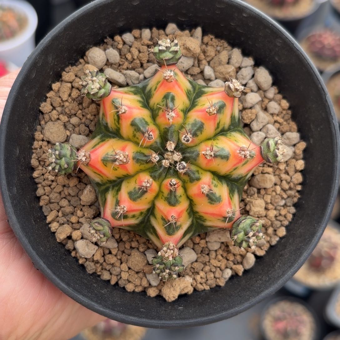 泰系实生米哈仙人球401